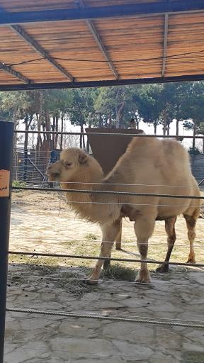 عکس باغ وحش ارم سبز