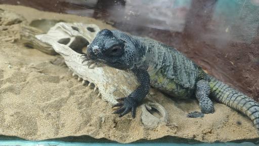 عکس باغ وحش ارم سبز