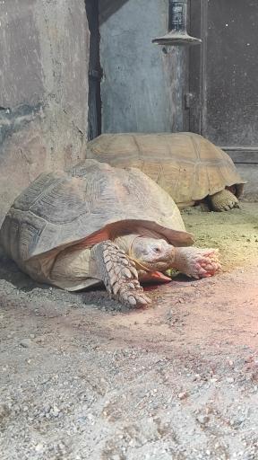 عکس باغ وحش ارم سبز