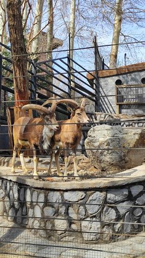 عکس باغ وحش ارم سبز