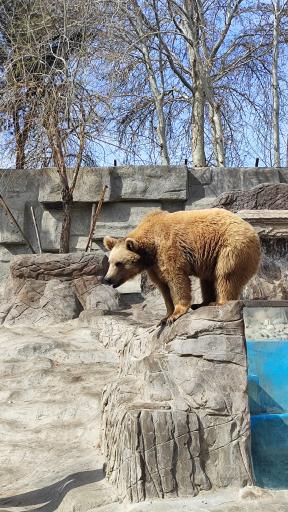 عکس باغ وحش ارم سبز