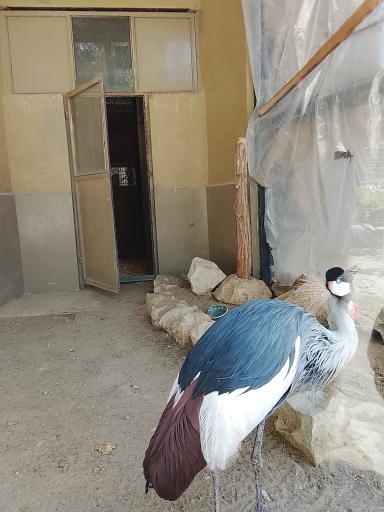 عکس باغ وحش ارم سبز