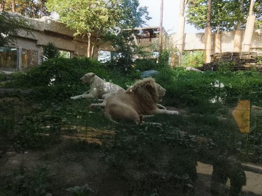 باغ وحش ارم سبز