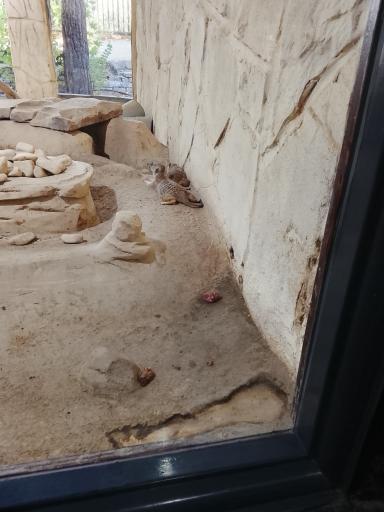باغ وحش ارم سبز