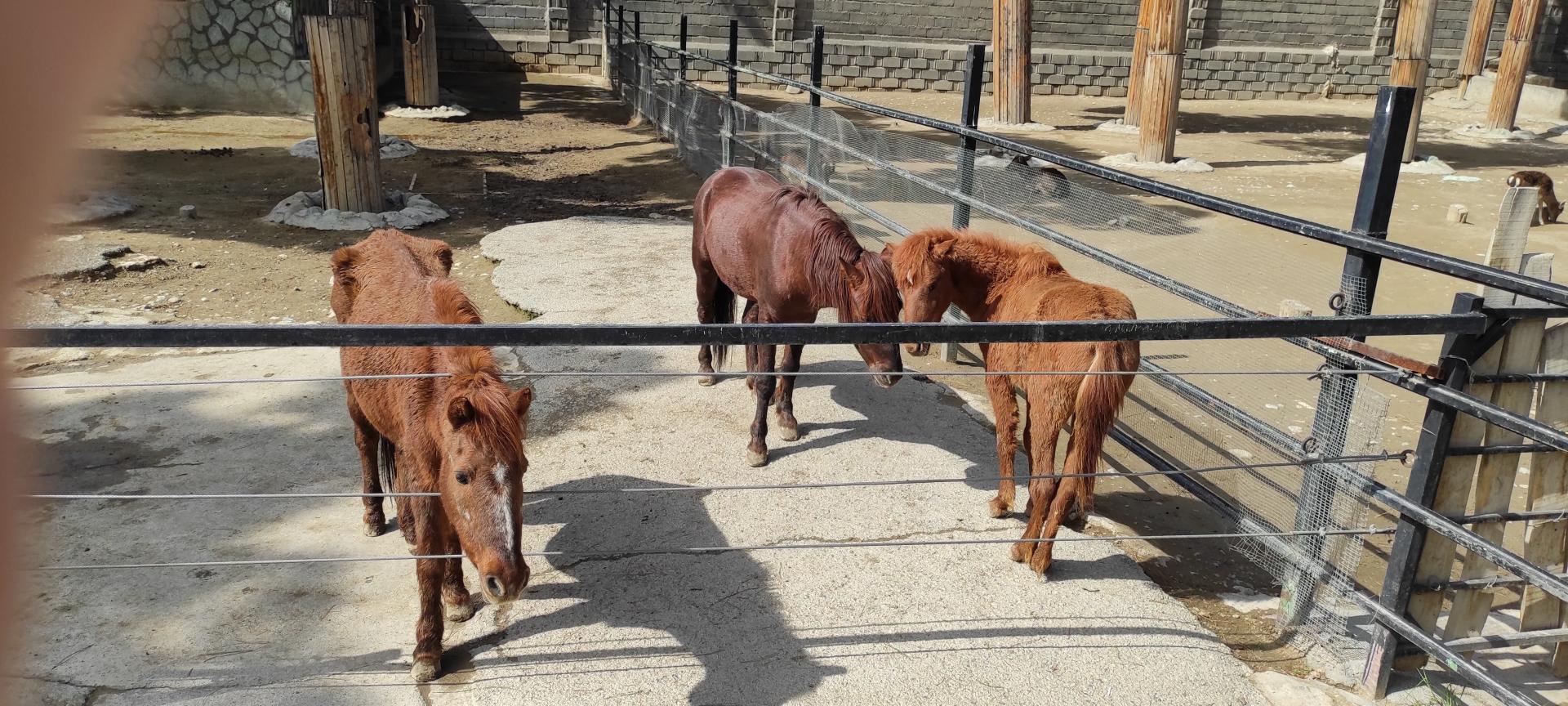 عکس باغ وحش ارم سبز