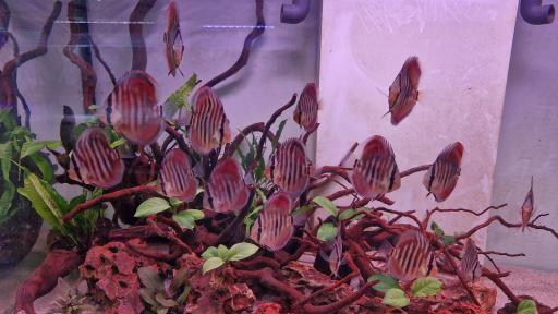 عکس آکواریوم آکوامارکت