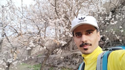 عکس تمشک تل