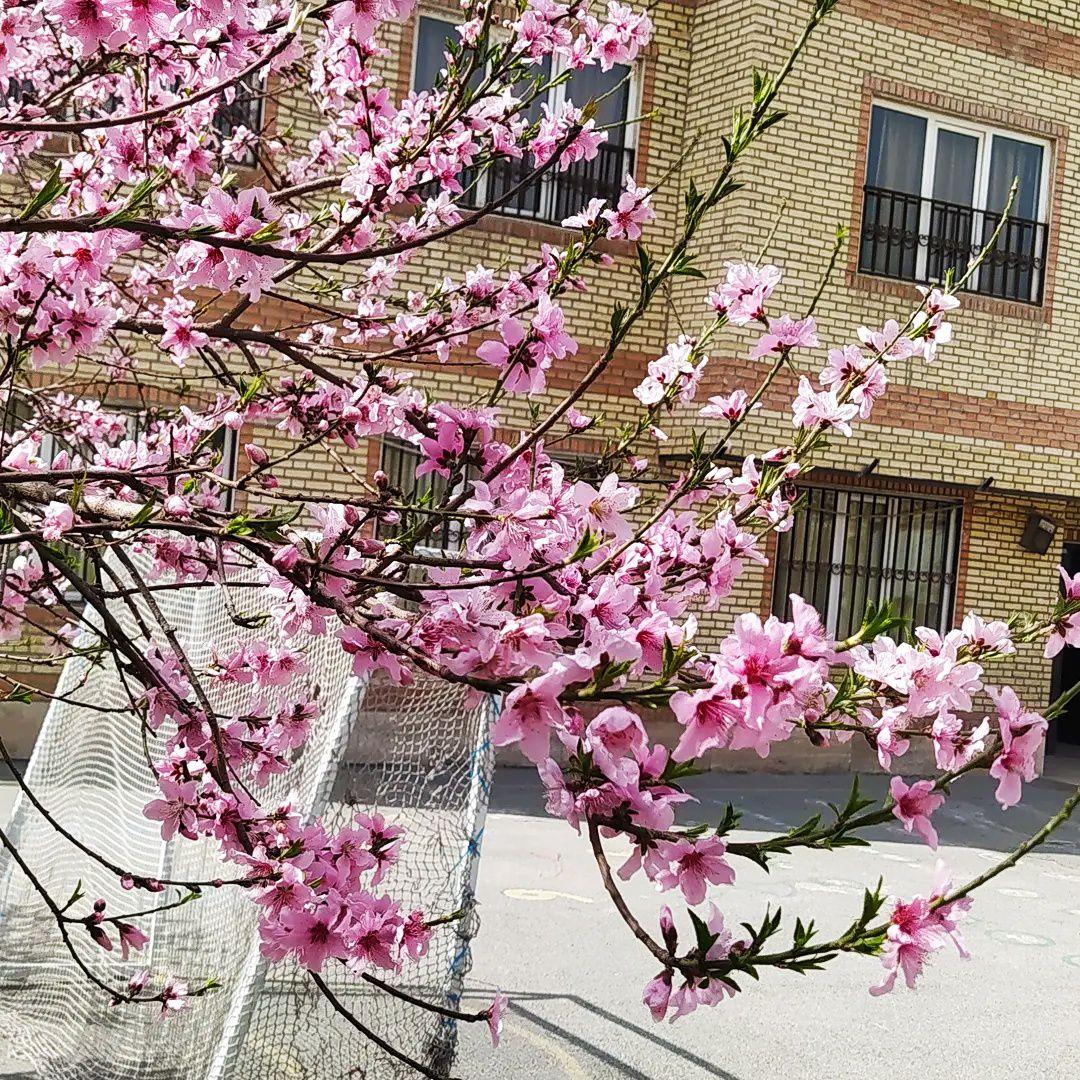 عکس مدرسه شکوه رضوی 