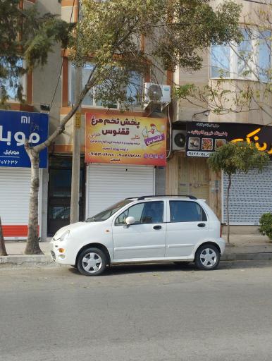 پخش تخم مرغ ققنوس مشهد