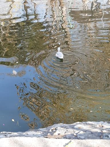 عکس برکه پرندگان