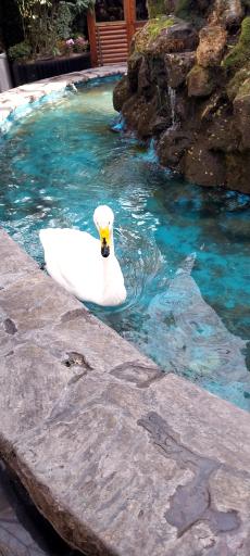 عکس باغ رستوران آبی