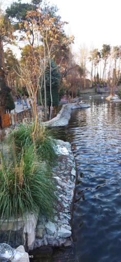 عکس برکه پرندگان