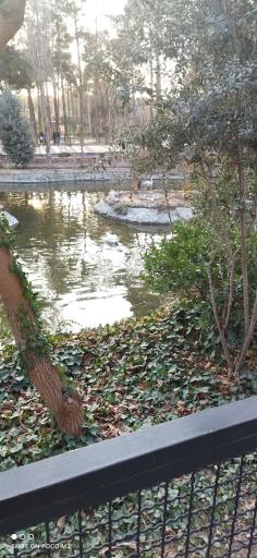 عکس برکه پرندگان