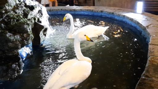 عکس باغ رستوران آبی