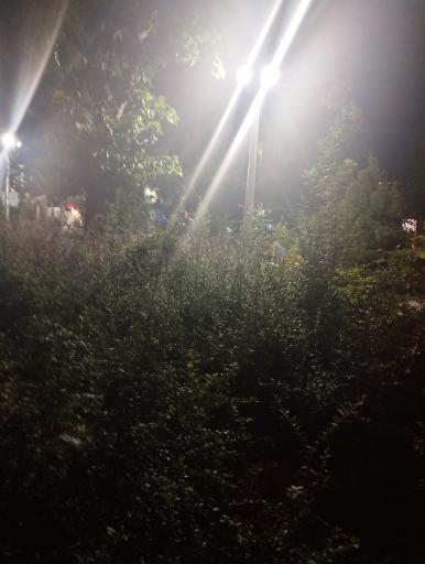 عکس پارک گل ناز