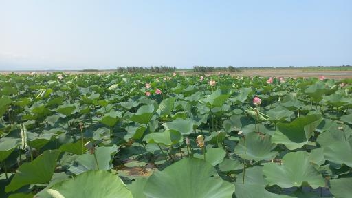 عکس تالاب نیلوفر انزلی