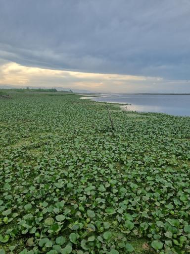 عکس تالاب نیلوفر انزلی