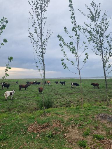 عکس تالاب نیلوفر انزلی