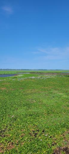 عکس تالاب نیلوفر انزلی