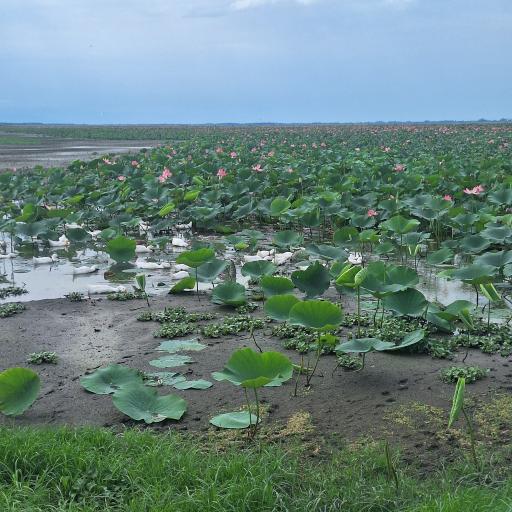 عکس تالاب نیلوفر انزلی