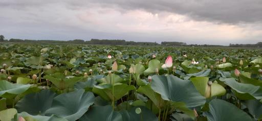 عکس تالاب نیلوفر انزلی