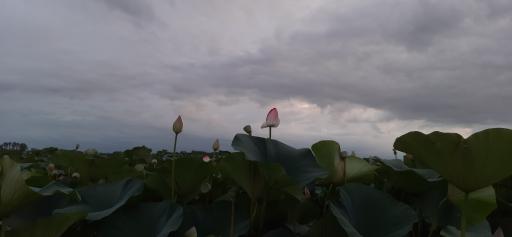 عکس تالاب نیلوفر انزلی