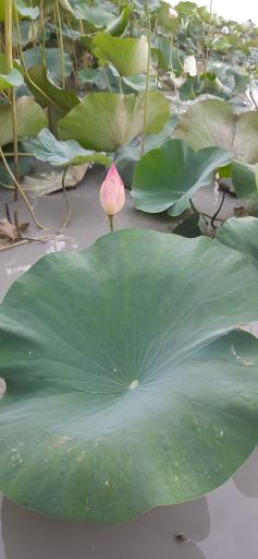 عکس تالاب نیلوفر انزلی