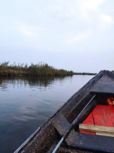 عکس تالاب نیلوفر انزلی