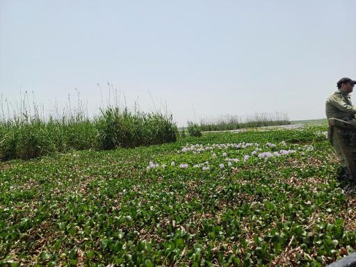 عکس تالاب نیلوفر انزلی