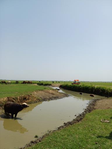 عکس تالاب نیلوفر انزلی