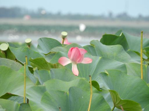 عکس تالاب نیلوفر انزلی