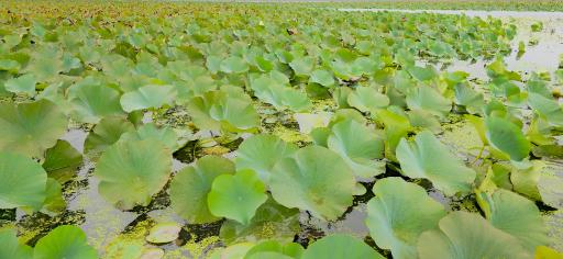 عکس تالاب نیلوفر انزلی