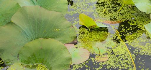 عکس تالاب نیلوفر انزلی