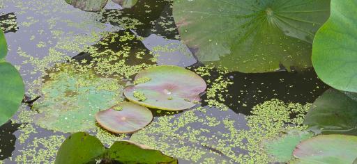 عکس تالاب نیلوفر انزلی