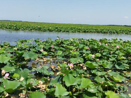 عکس تالاب نیلوفر انزلی