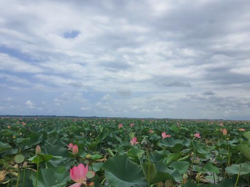 عکس تالاب نیلوفر انزلی