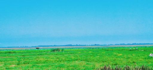 عکس تالاب نیلوفر انزلی