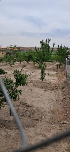 عکس باغ سبزی رضایی 