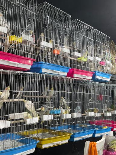 عکس دنیای پرندگان و طوطیسانان پارسا