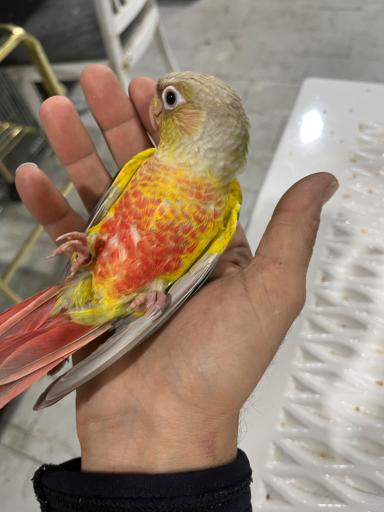 عکس دنیای پرندگان و طوطیسانان پارسا