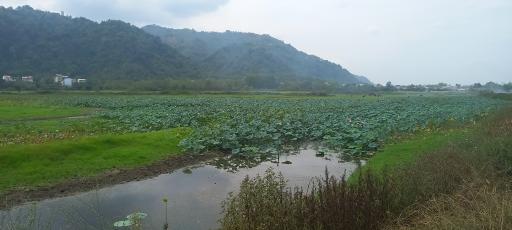 عکس استخر بزرگ کومله