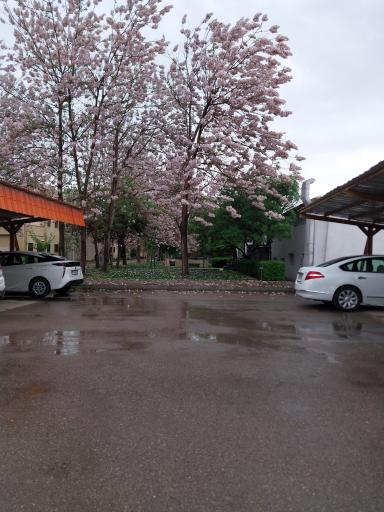 عکس پارکینگ اساتید دانشکده کشاورزی