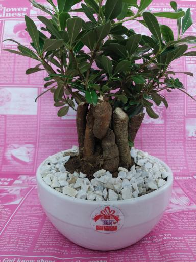 عکس گل هشتگرد ( کادو باکس گل لیلیوم )