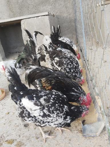 عکس باغ پرندگان سبز فیلستان
