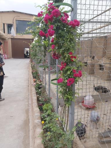 عکس باغ پرندگان سبز فیلستان