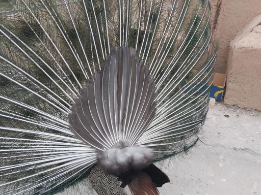 عکس باغ پرندگان سبز فیلستان