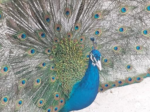 عکس باغ پرندگان سبز فیلستان