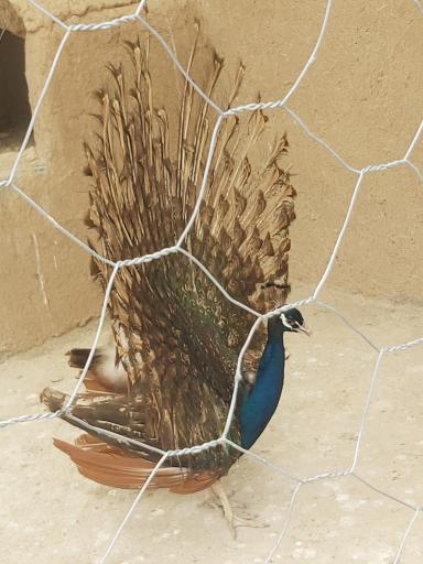 عکس باغ پرندگان سبز فیلستان