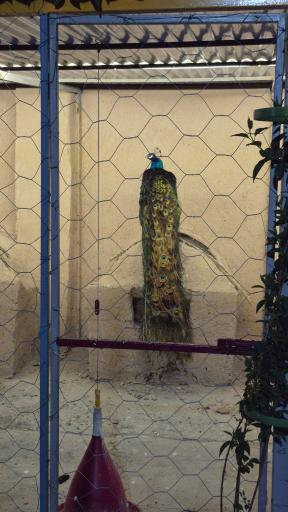 عکس باغ پرندگان سبز فیلستان