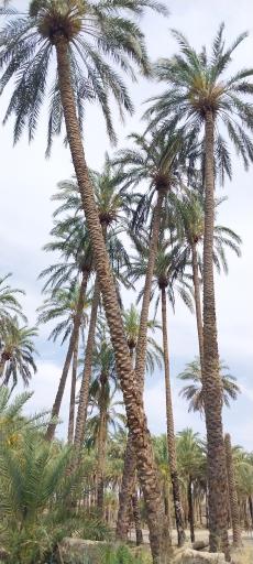 بوستان نماز